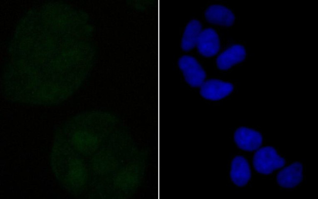 RXRA Antibody in Immunocytochemistry (ICC/IF)