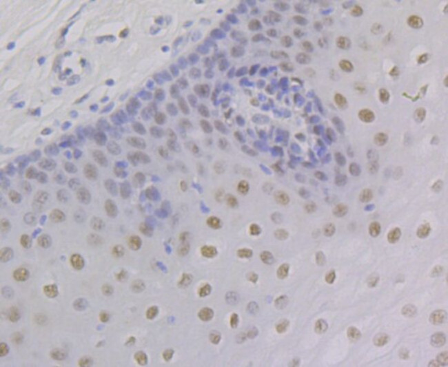 RXRA Antibody in Immunohistochemistry (Paraffin) (IHC (P))