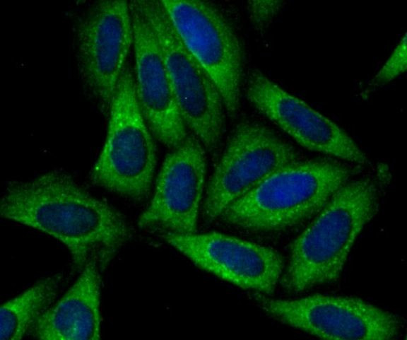 SNX1 Antibody in Immunocytochemistry (ICC/IF)