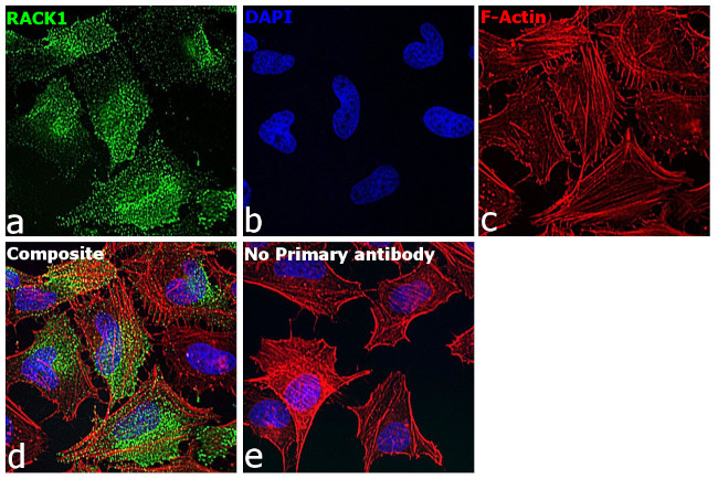 RACK1 Antibody in Immunocytochemistry (ICC/IF)