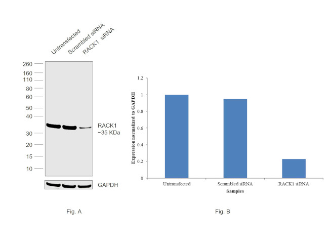 RACK1 Antibody