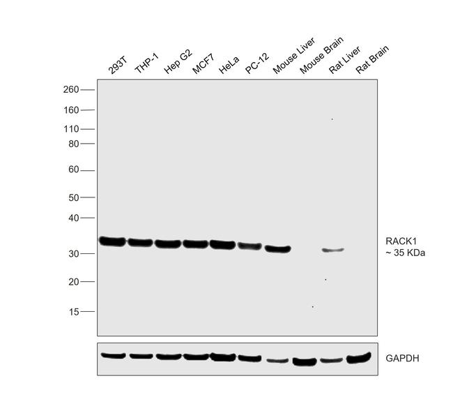 RACK1 Antibody in Western Blot (WB)