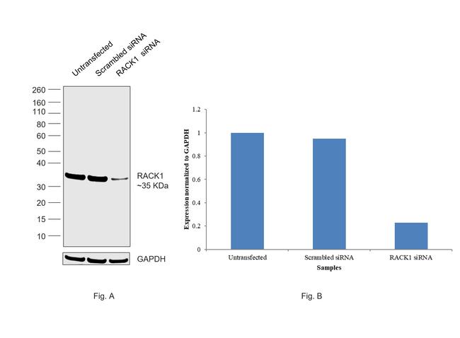 RACK1 Antibody in Western Blot (WB)