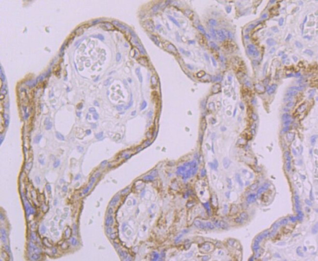 FAAH Antibody in Immunohistochemistry (Paraffin) (IHC (P))