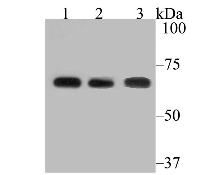 FAAH Antibody in Western Blot (WB)