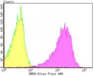 BRD2 Antibody in Flow Cytometry (Flow)