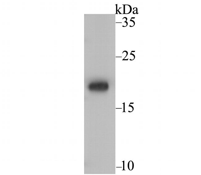 NDUFS4 Antibody in Western Blot (WB)