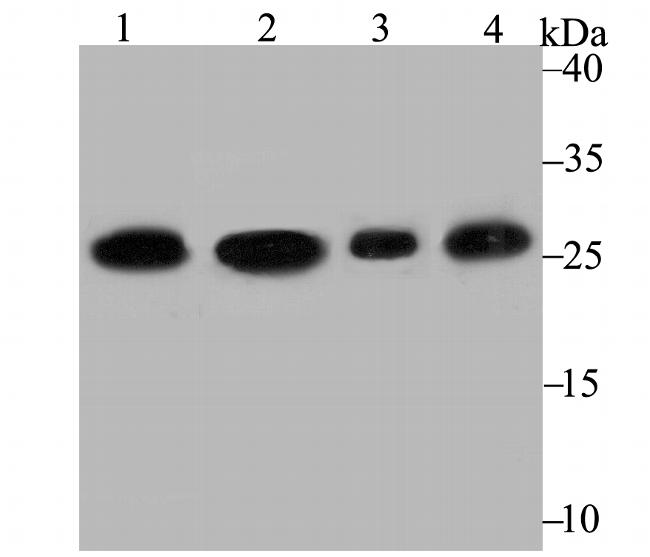 PGAM1 Antibody in Western Blot (WB)