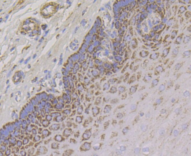 Aconitase 2 Antibody in Immunohistochemistry (Paraffin) (IHC (P))