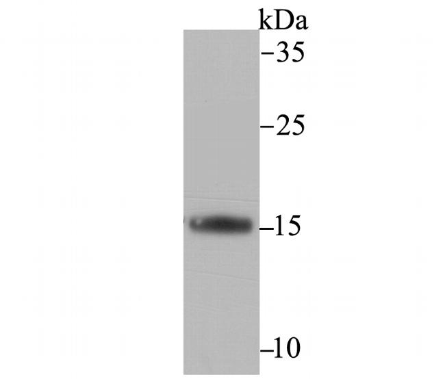 FIS1 Antibody in Western Blot (WB)