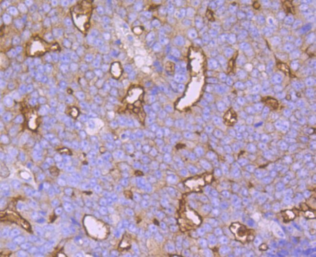 Syntaxin 3 Antibody in Immunohistochemistry (Paraffin) (IHC (P))