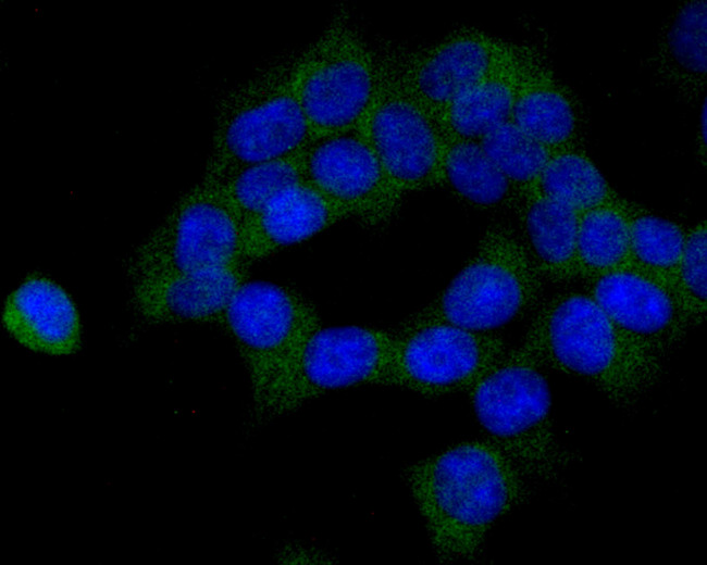 CBS Antibody in Immunocytochemistry (ICC/IF)