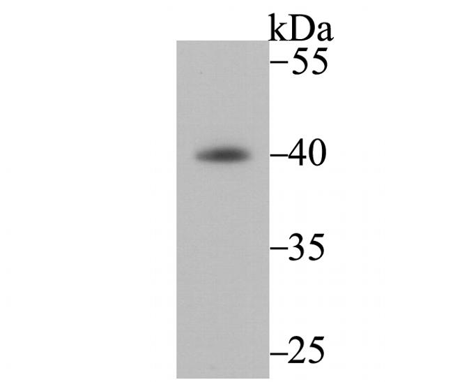 FBXO32 Antibody in Western Blot (WB)