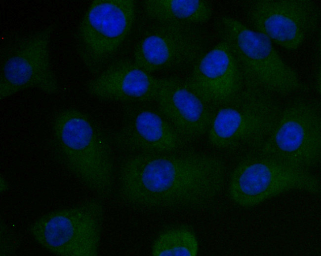 PEN2 Antibody in Immunocytochemistry (ICC/IF)