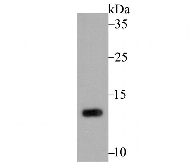 PEN2 Antibody in Western Blot (WB)