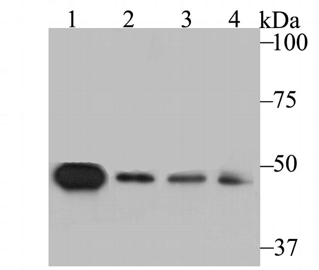 SFRP4 Antibody in Western Blot (WB)