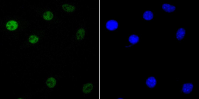 KHSRP Antibody in Immunocytochemistry (ICC/IF)