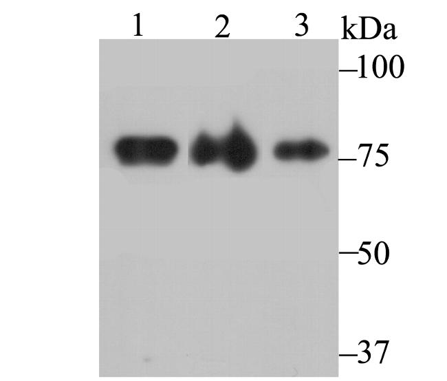 KHSRP Antibody in Western Blot (WB)