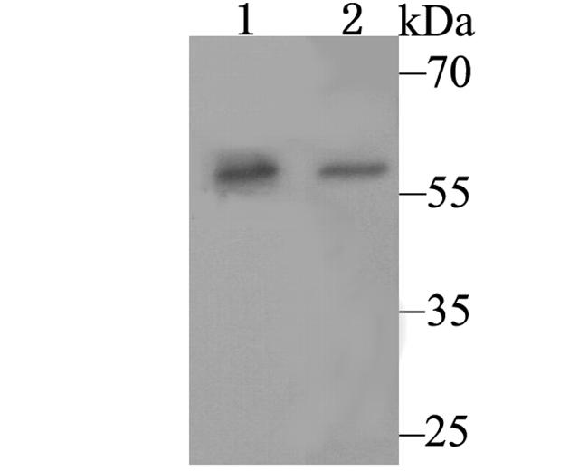 SRP54 Antibody in Western Blot (WB)