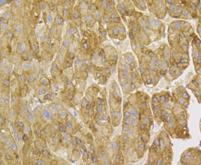 Kininogen 1 Antibody in Immunohistochemistry (Paraffin) (IHC (P))