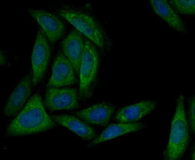 MARK3 Antibody in Immunocytochemistry (ICC/IF)