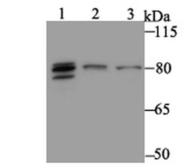 MARK3 Antibody in Western Blot (WB)