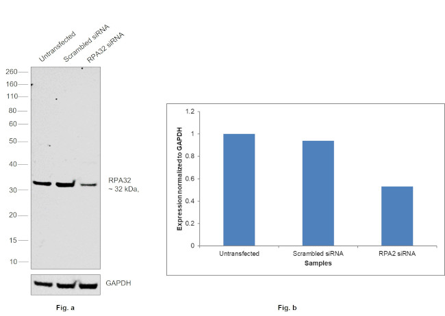 RPA2 Antibody