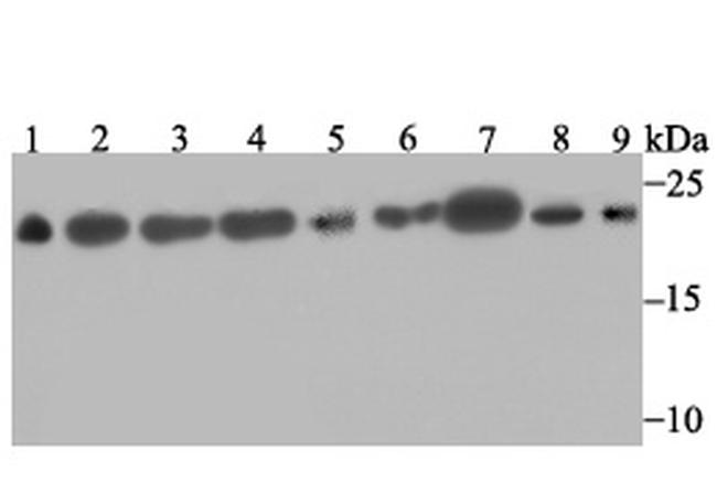 SRSF3 Antibody in Western Blot (WB)