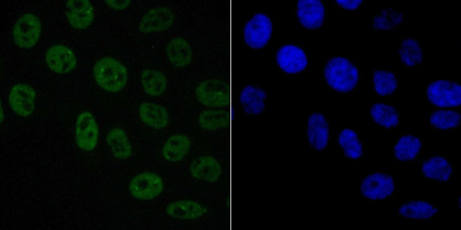 SAM68 Antibody in Immunocytochemistry (ICC/IF)