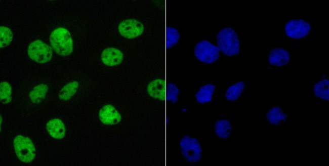 SAM68 Antibody in Immunocytochemistry (ICC/IF)