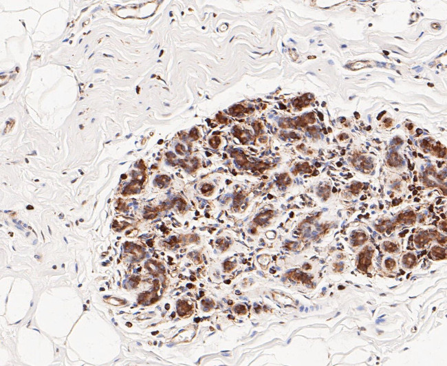 TCP1 Antibody in Immunohistochemistry (Paraffin) (IHC (P))