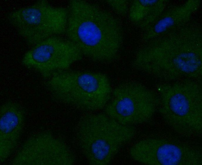 APRIL Antibody in Immunocytochemistry (ICC/IF)