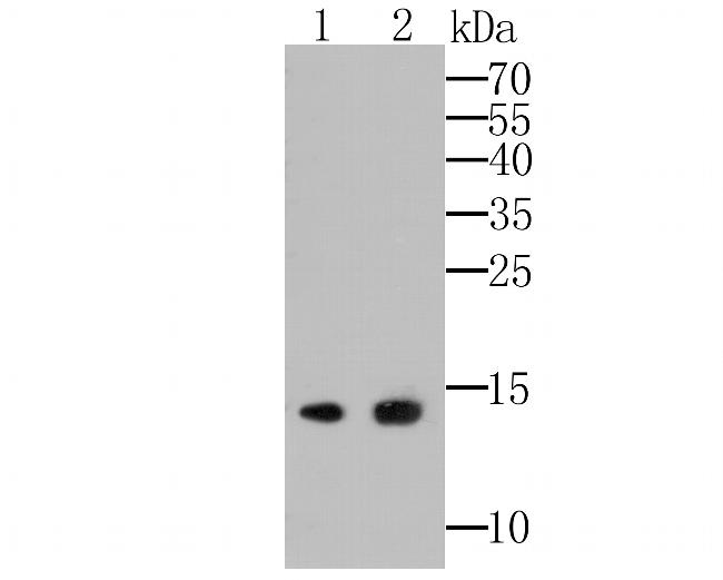 APRIL Antibody in Western Blot (WB)