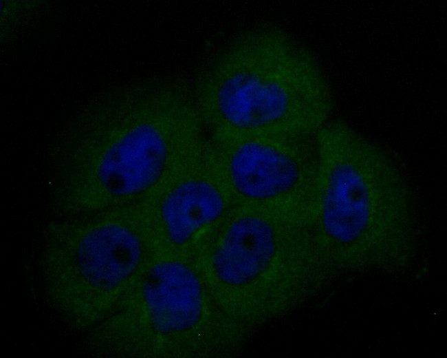 BCL2L12 Antibody in Immunocytochemistry (ICC/IF)