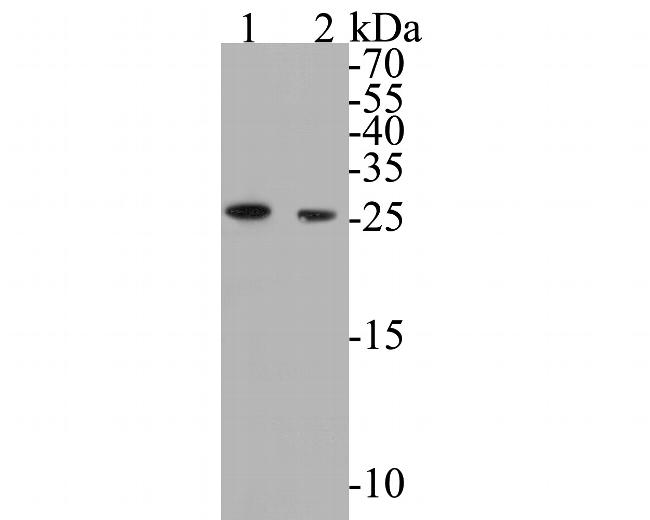 BCL2L12 Antibody in Western Blot (WB)