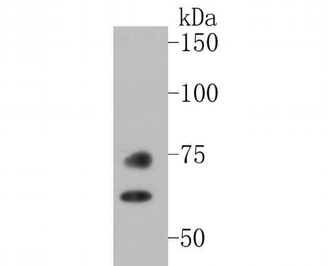 Lamin A/C Antibody in Western Blot (WB)