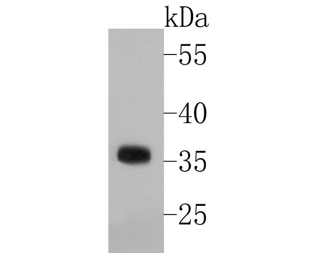 NEK6 Antibody in Western Blot (WB)