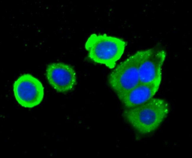 GRB2 Antibody in Immunocytochemistry (ICC/IF)