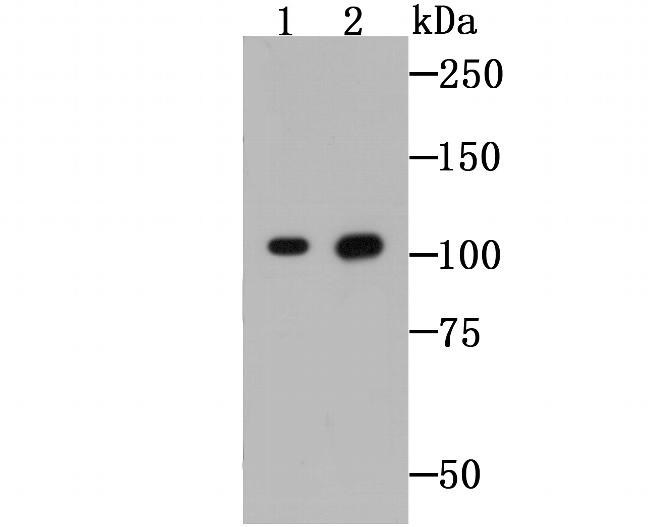 GP130 Antibody in Western Blot (WB)