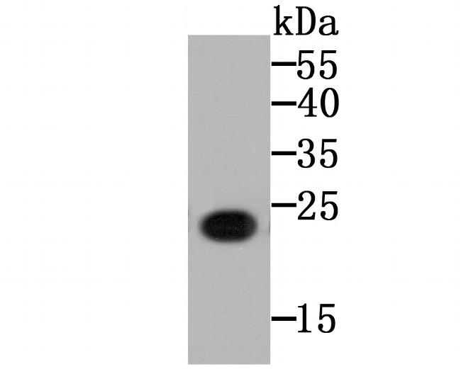 GP130 Antibody in Western Blot (WB)