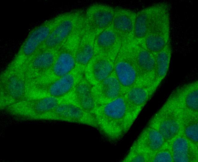 UAP1 Antibody in Immunocytochemistry (ICC/IF)