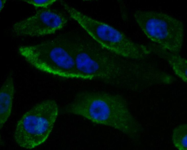 ADAM7 Antibody in Immunocytochemistry (ICC/IF)