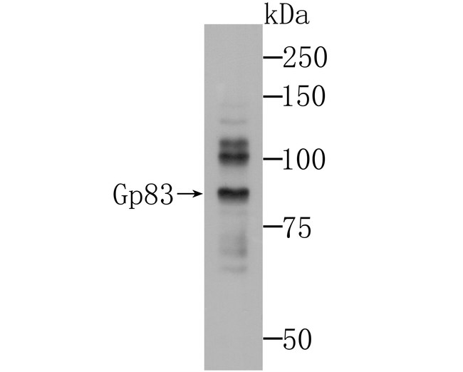 ADAM7 Antibody in Western Blot (WB)