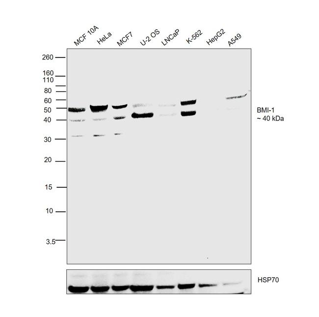 BMI-1 Antibody in Western Blot (WB)