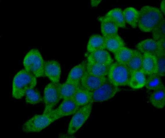 PI3K p85 alpha Antibody in Immunocytochemistry (ICC/IF)