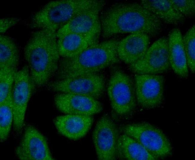 PI3K p85 alpha Antibody in Immunocytochemistry (ICC/IF)