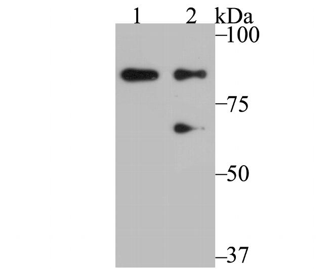 PI3K p85 alpha Antibody in Western Blot (WB)