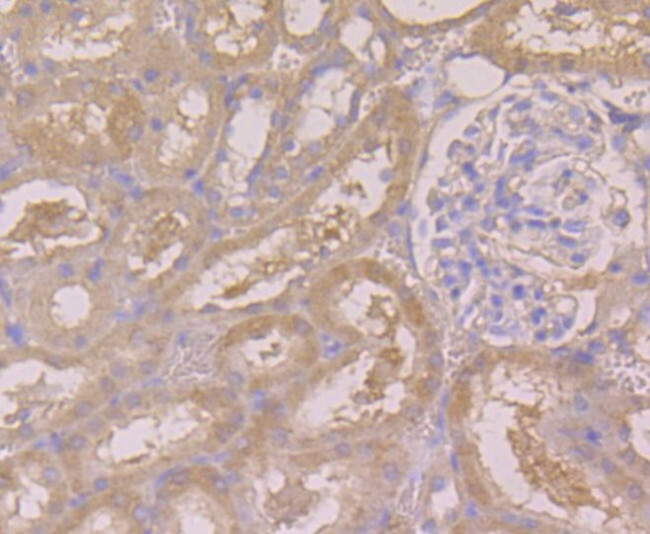 BHMT Antibody in Immunohistochemistry (Paraffin) (IHC (P))