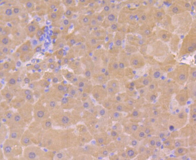 BHMT Antibody in Immunohistochemistry (Paraffin) (IHC (P))