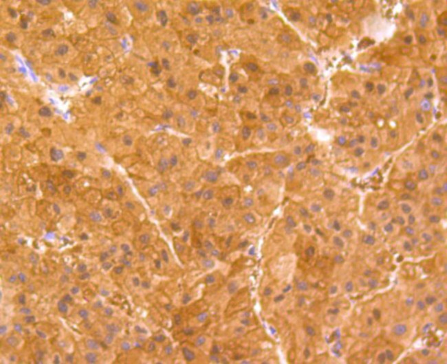 BHMT Antibody in Immunohistochemistry (Paraffin) (IHC (P))